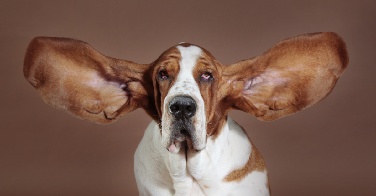 Dog Perk Up Ears