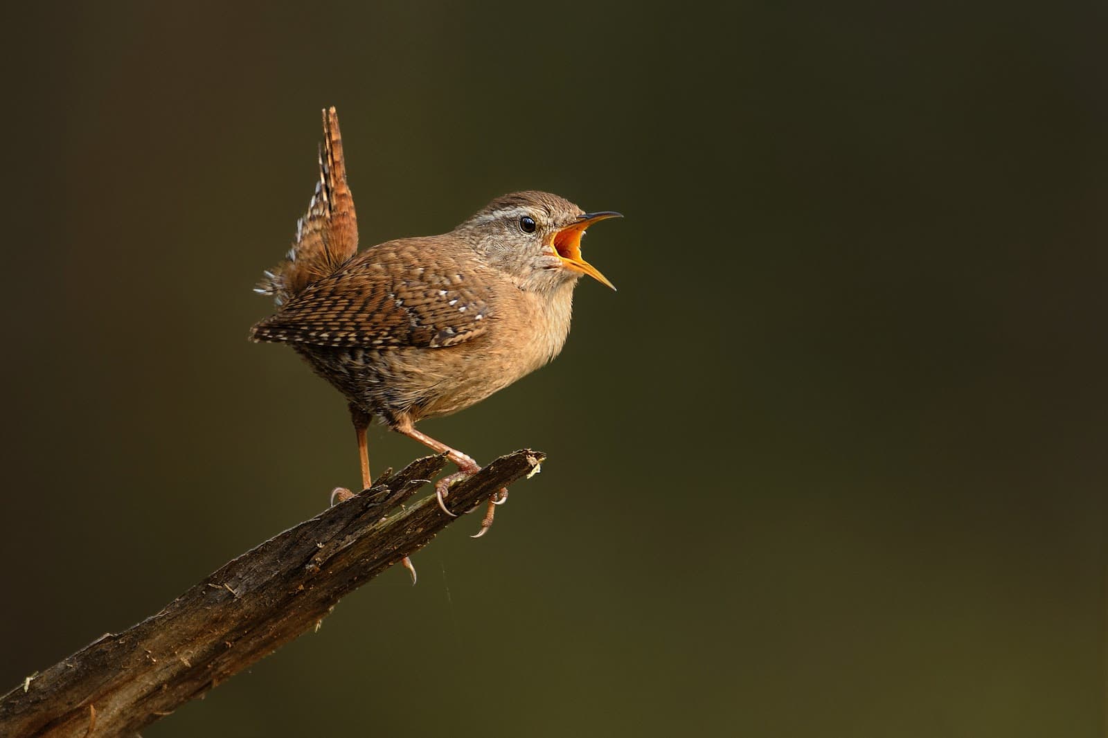 music-voices-birds-singing-most-missed-sounds-from-hearing-loss